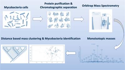 Accurate Identification of Closely Related Mycobacterium tuberculosis Complex Species by High Resolution Tandem Mass Spectrometry